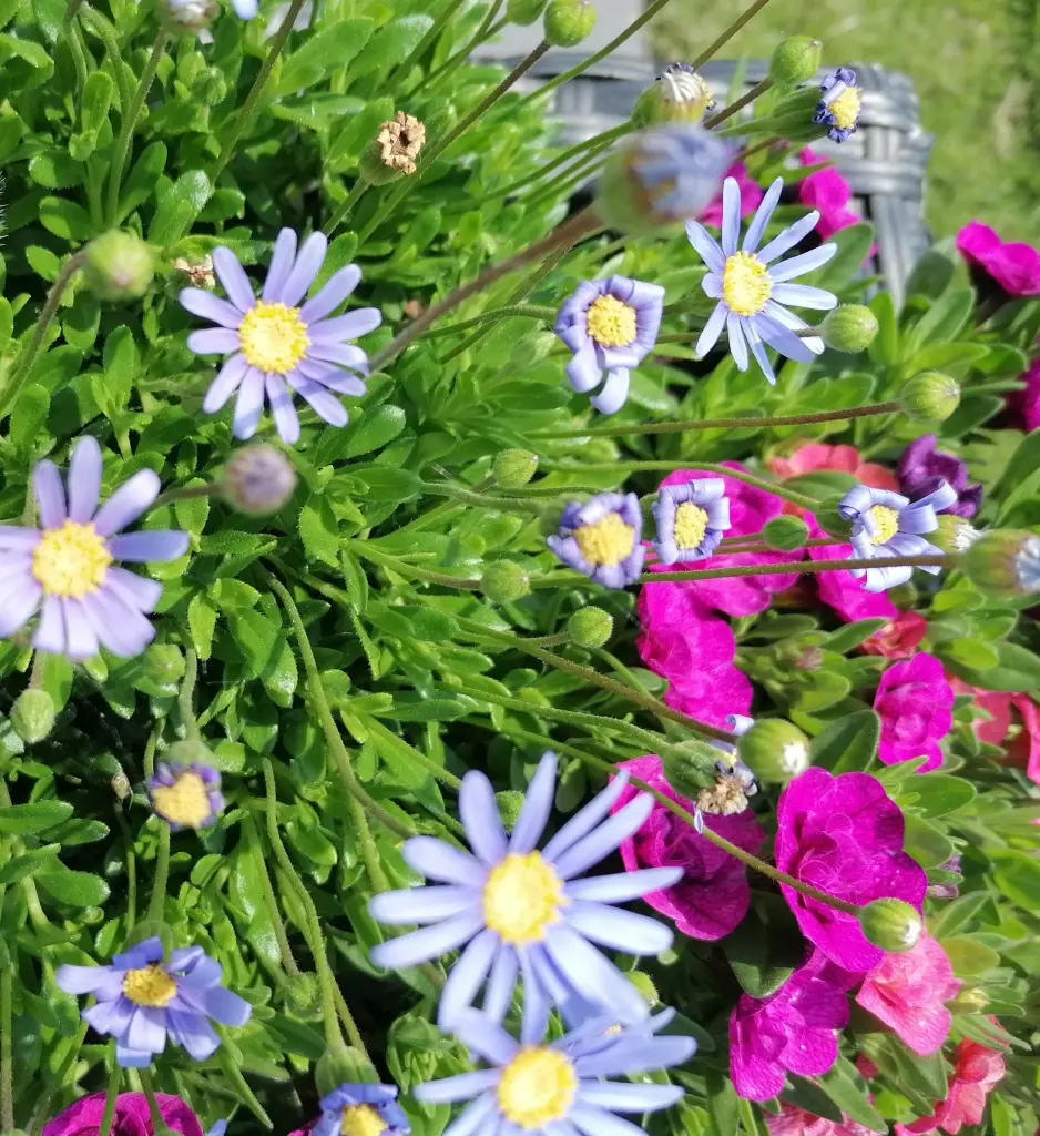 Condolence image of Gaby mit Snowy *im Herzen 