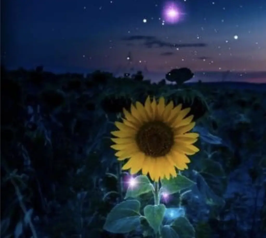 Condolence image of Unbekannt