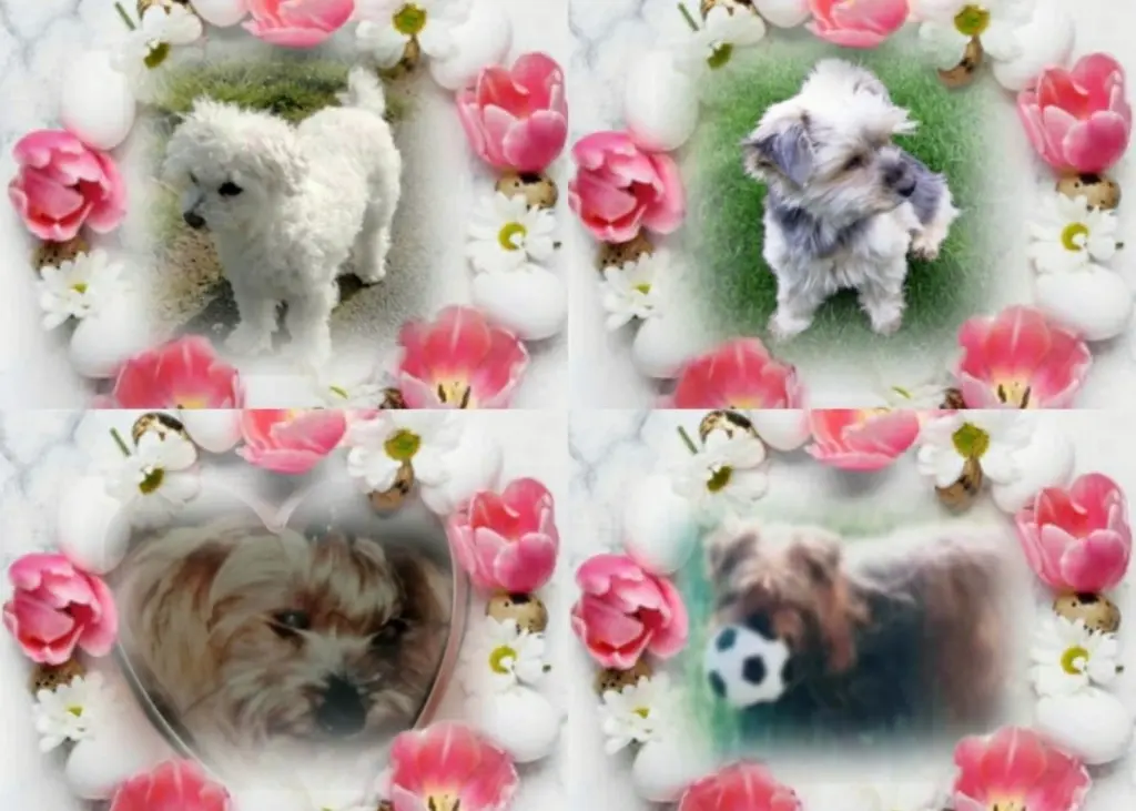 Condolence image of 130 Wochen.... Sehnsucht ♥️