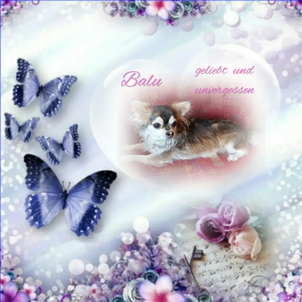 Condolence image of Balu❤geliebt❤ und unvergessen❤