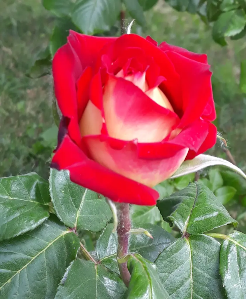 Condolence image of ❤