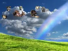 Condolence image of Fiby ♥️