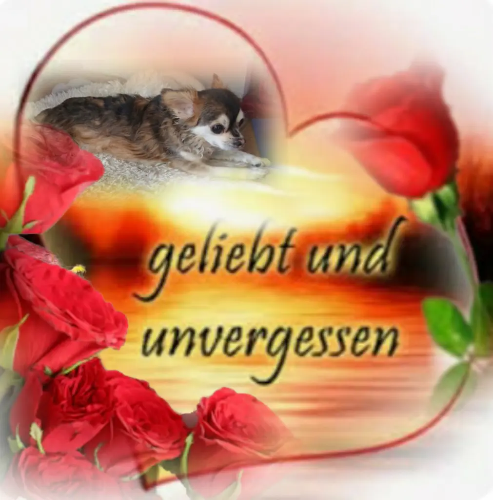 Condolence image of Balu❤ geliebt❤ und unvergessen❤