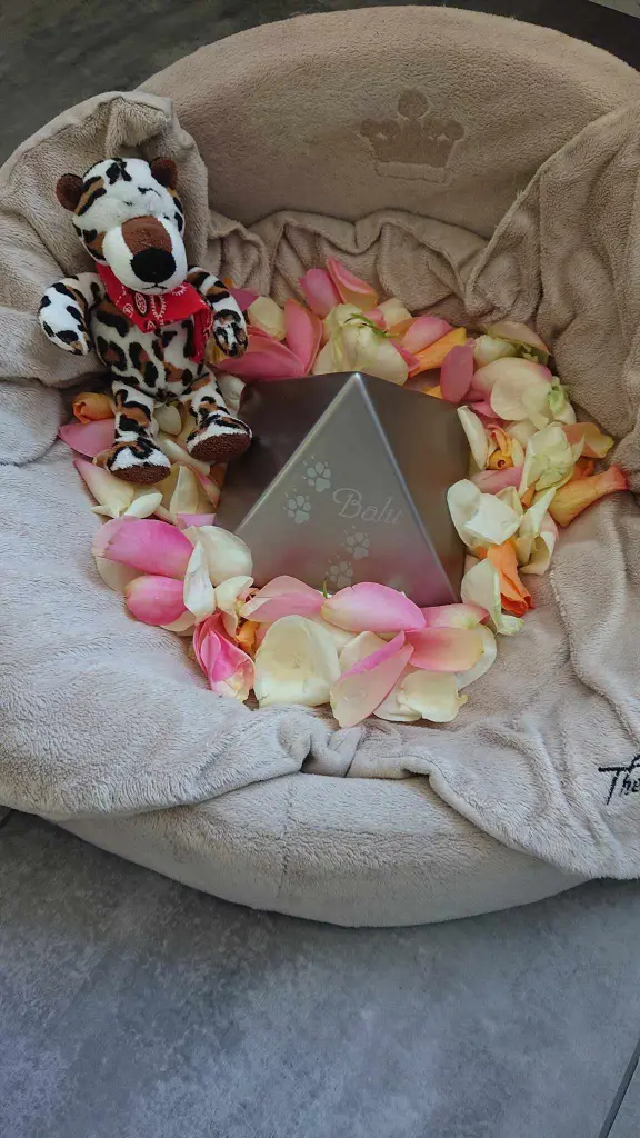 Condolence image of Für Balu von Herzen