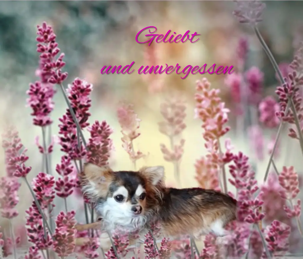 Condolence image of ❤️❤️