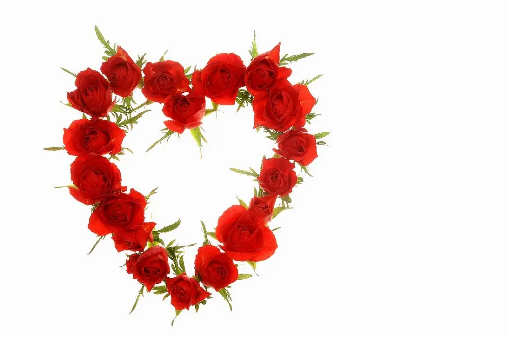 Condolence image of Fiby für Balu ♥️