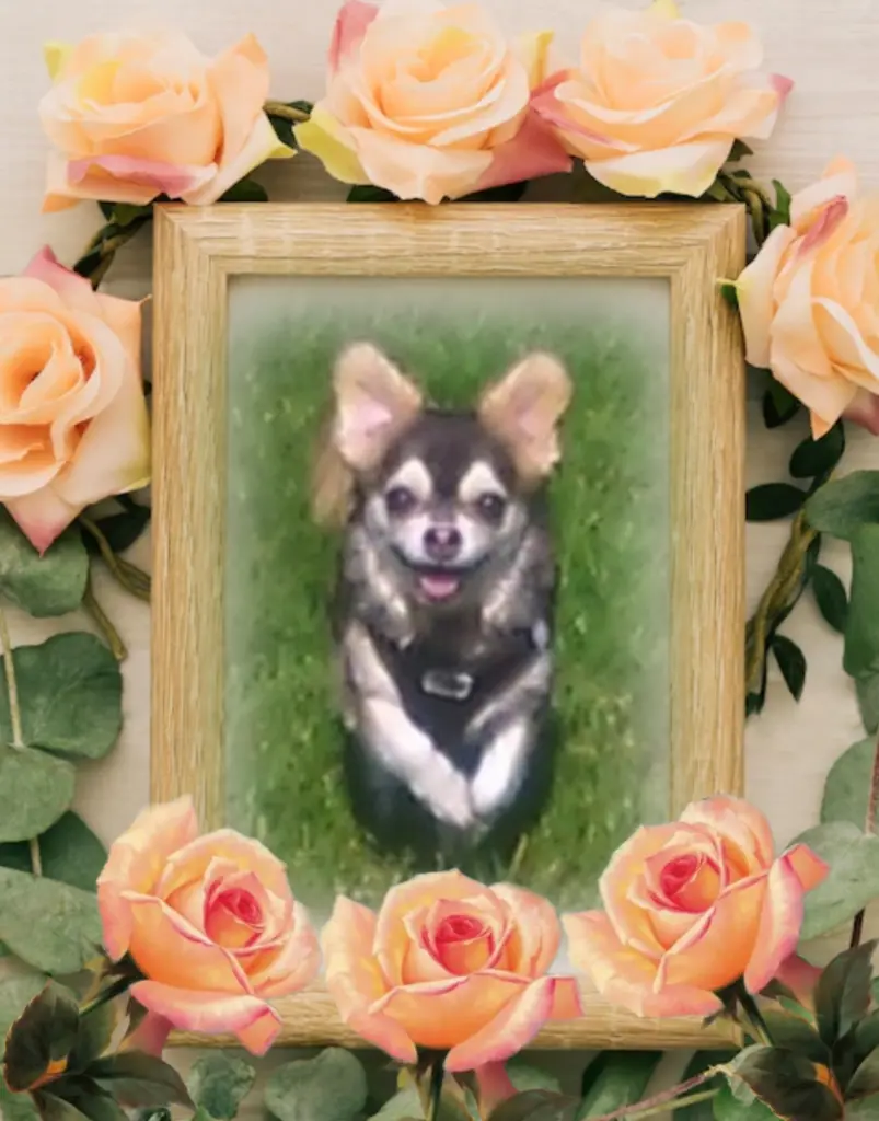 Condolence image of ❤️Balu❤️ geliebt und unvergessen❤️