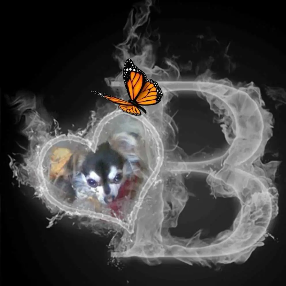 Condolence image of Für Balu von Herzen