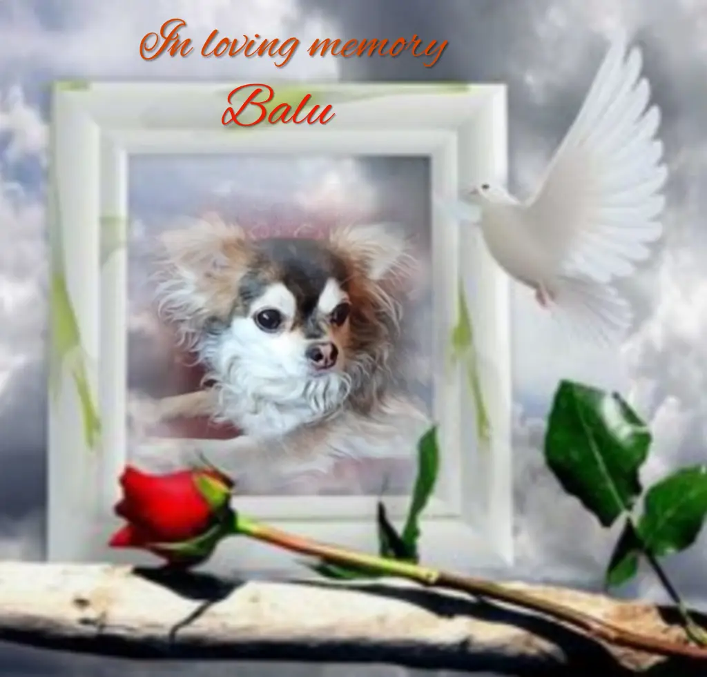 Condolence image of Balu❤️ geliebt❤️ und unvergessen❤️