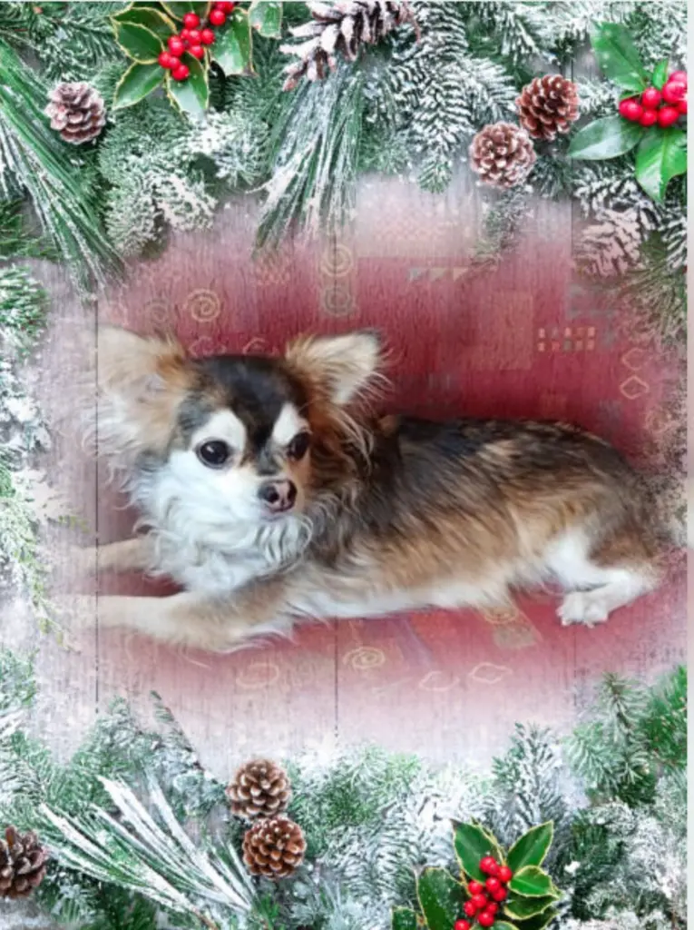 Condolence image of ❤️Weihnachten❤️