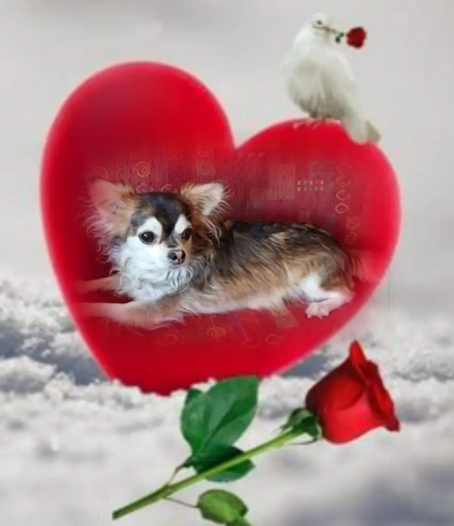 Condolence image of Balu❤️ geliebt❤️ und unvergessen❤️