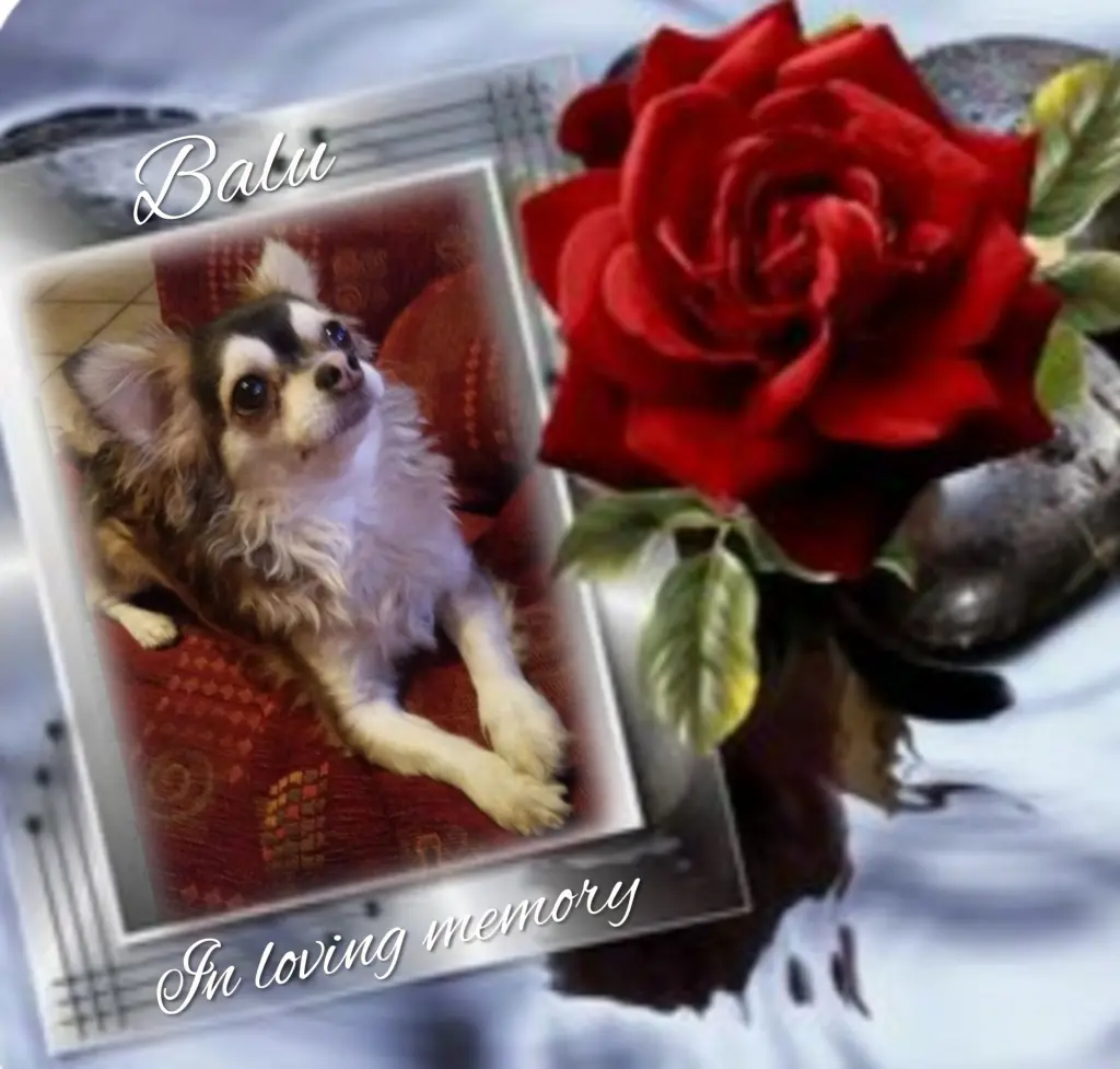 Condolence image of Balu❤️ geliebt❤️ und unvergessen❤️