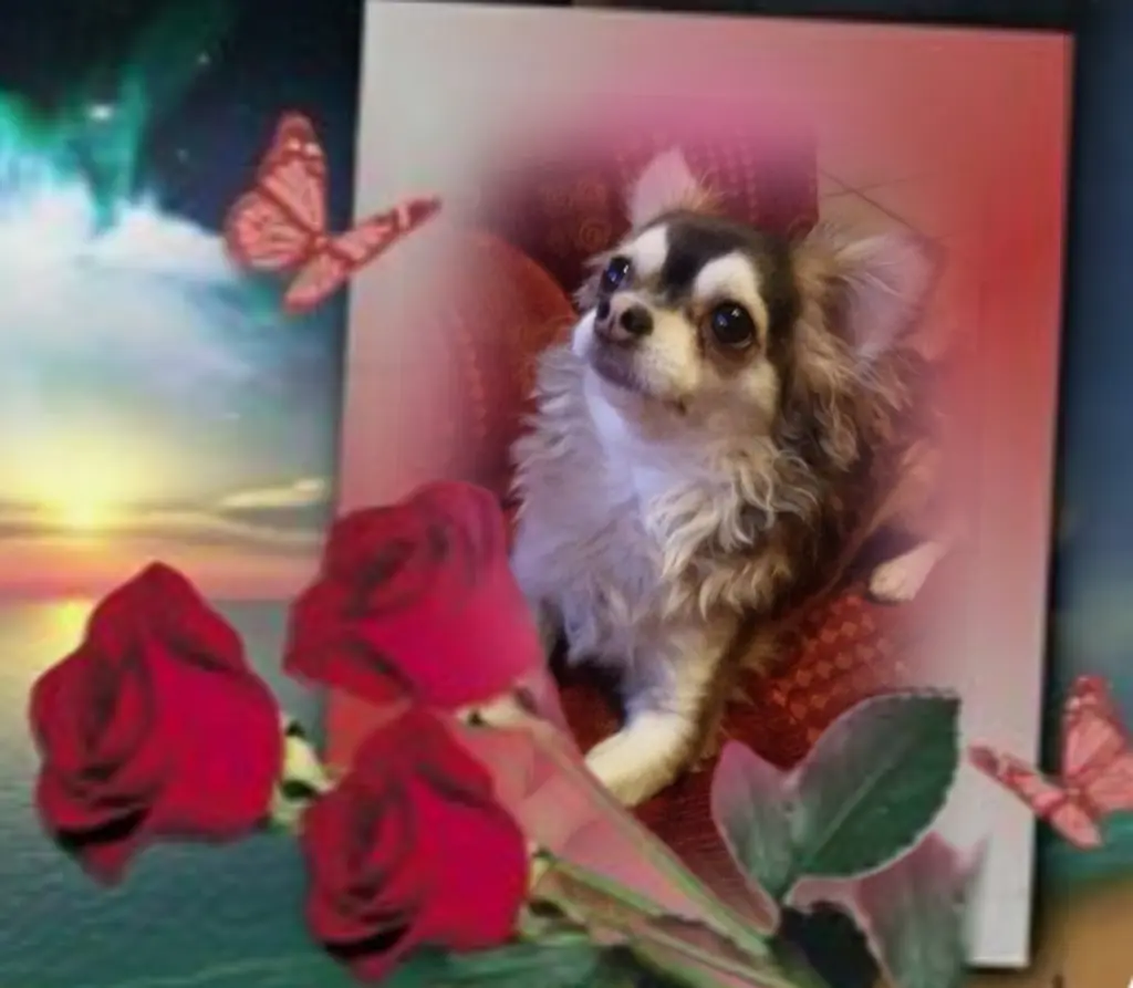 Condolence image of Balu♥️ geliebt♥️ und unvergessen♥️