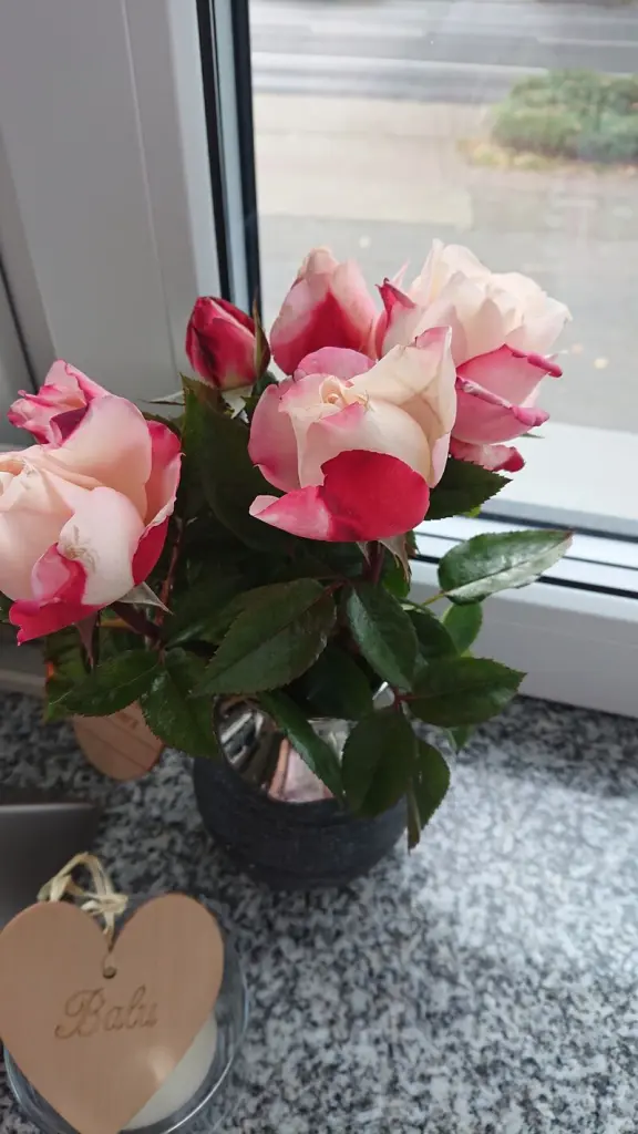 Condolence image of Ina Erberich