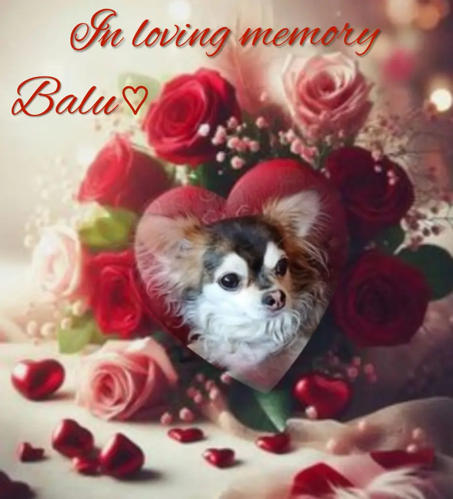 Condolence image of Balu♥️ geliebt♥️ und unvergessen♥️ 