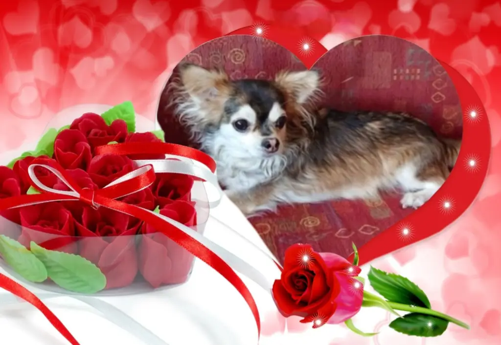 Condolence image of 🌹Balu🌹 geliebt♥️ und unvergessen♥️