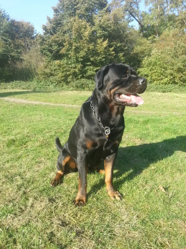 Image from Rommel
