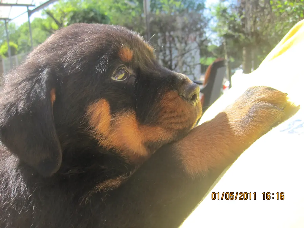 Image from Rommel