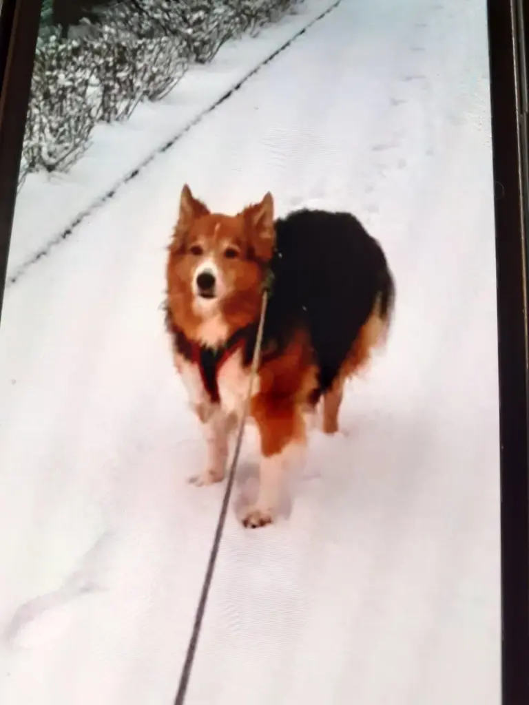 Image from Shanty