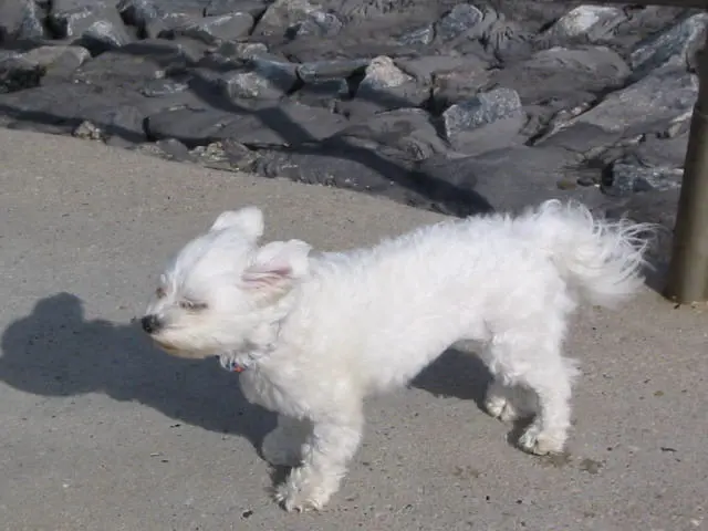 Image from Aika