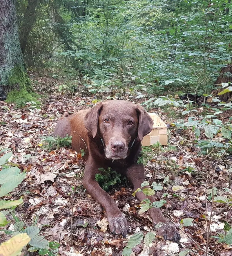 Andachtsbild von Silvana 