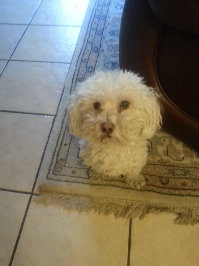 Image from Sammy