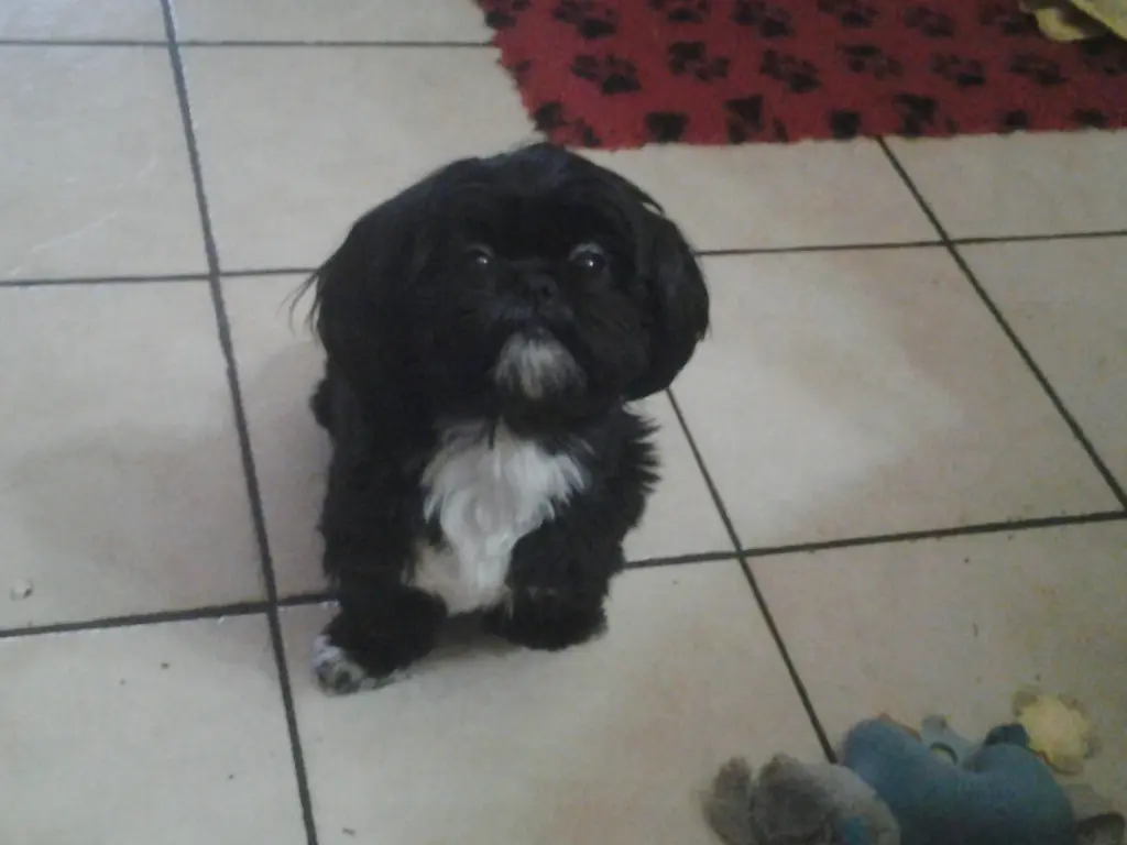 Image from Sammy