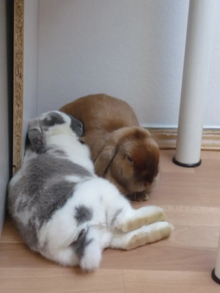 Image from Simba
