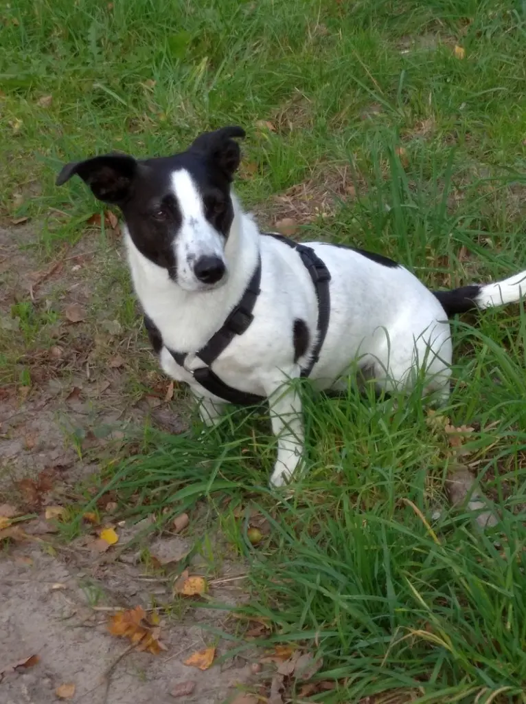 Andachtsbild von Bettina