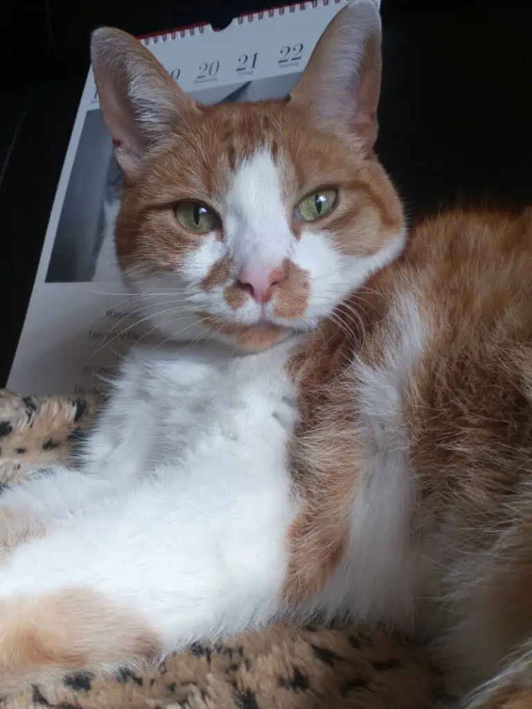 Andachtsbild von Patricia