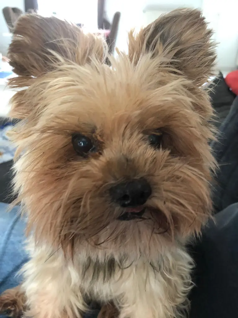 Image from Bandit