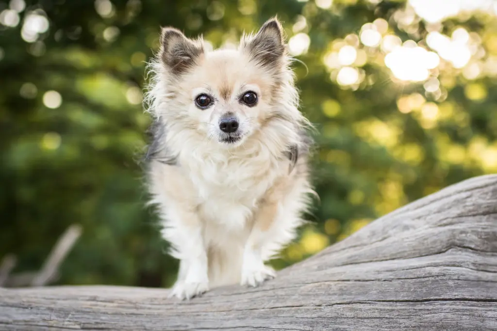 Bild von Trulla (Bonita)