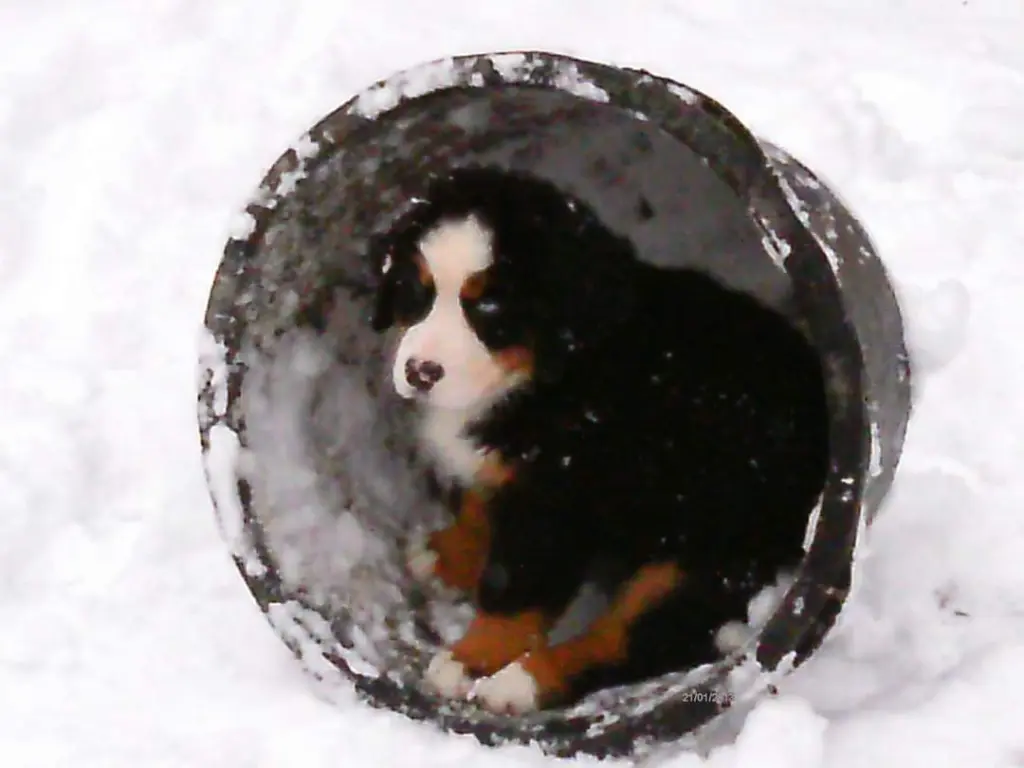 Bild von Balu