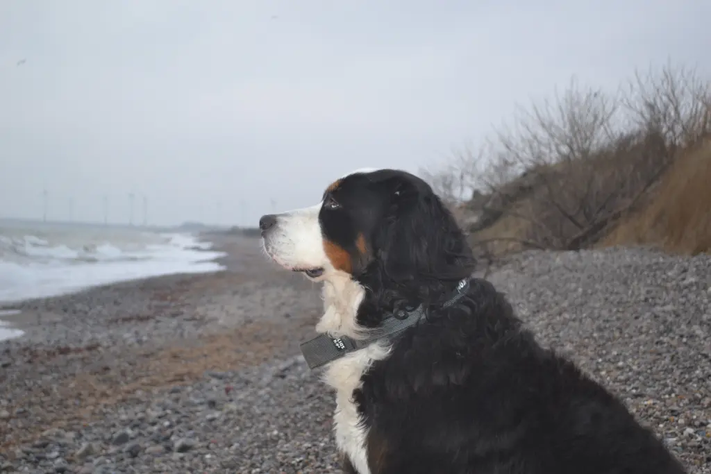 Bild von Balu
