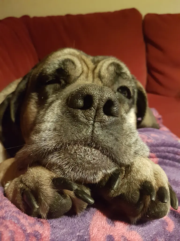 Bild von Alani, Püppi, Herzenshund