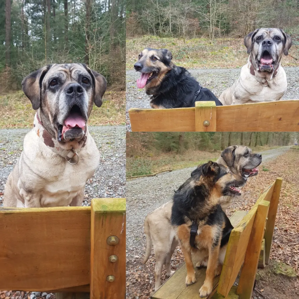 Bild von Alani, Püppi, Herzenshund