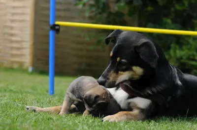 Bild von Alani, Püppi, Herzenshund