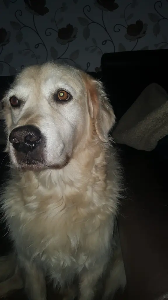 Image from Balou