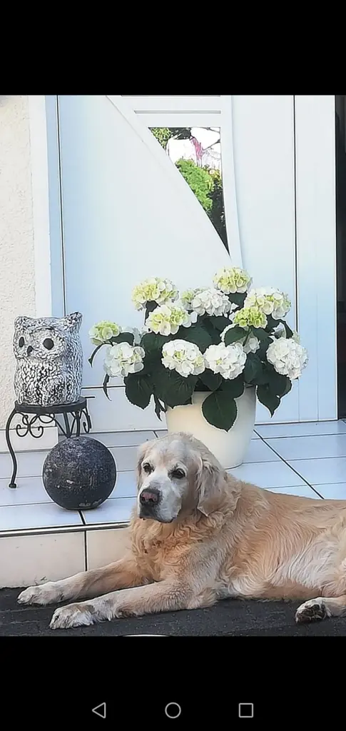 Condolence image of Heike