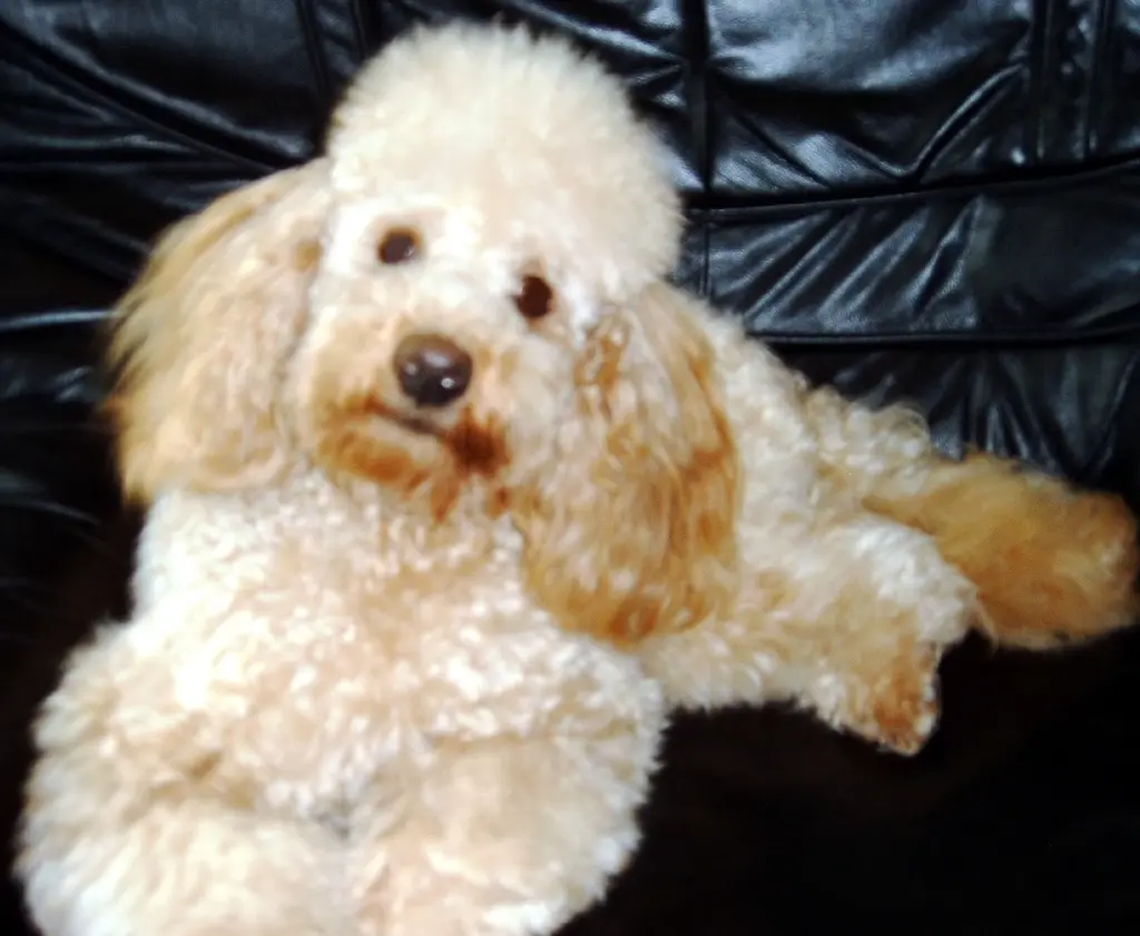 Image from Lucky