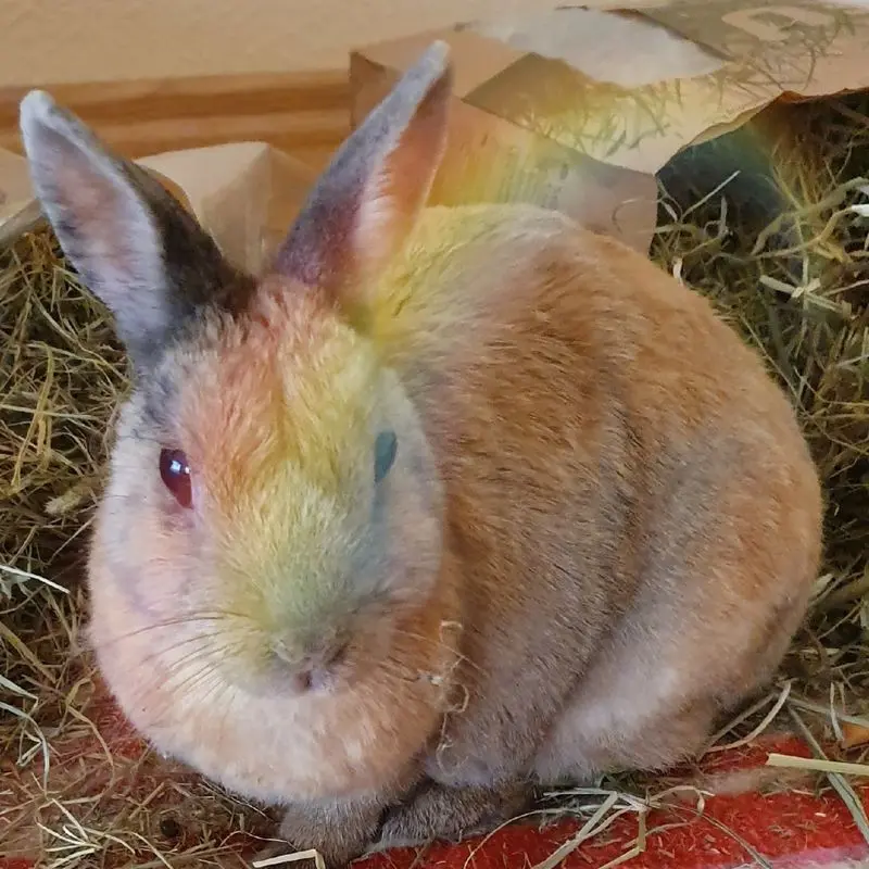 Condolence image of Patricia mit Bunny im ❤ 