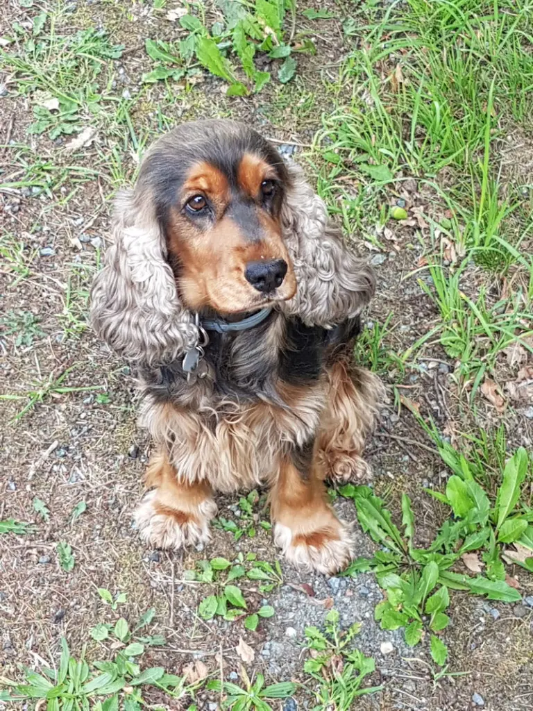 Condolence image of Christine mit Amy tief im ❤️(gest.13.Nov.2020)