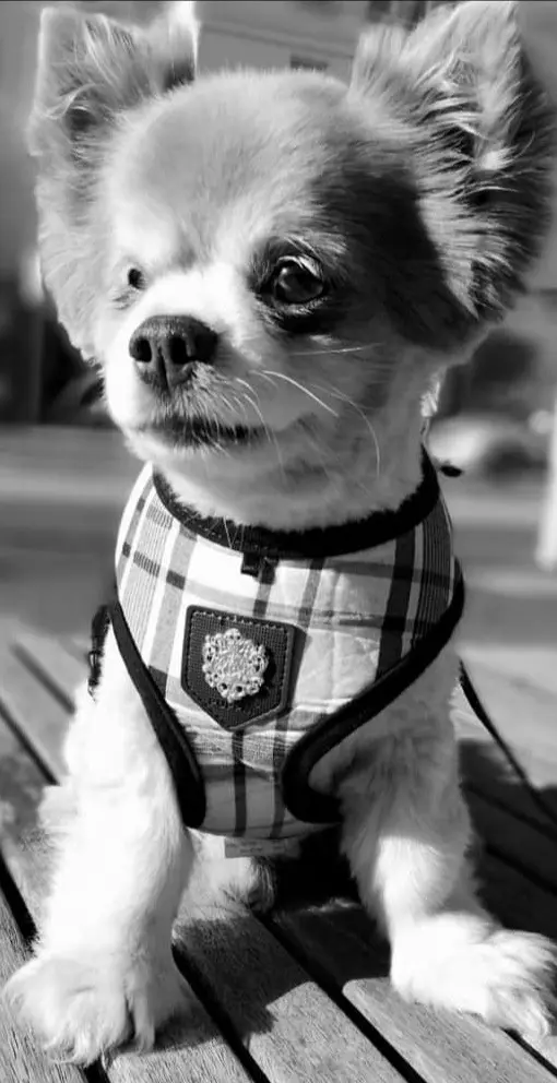 Image from Gismo