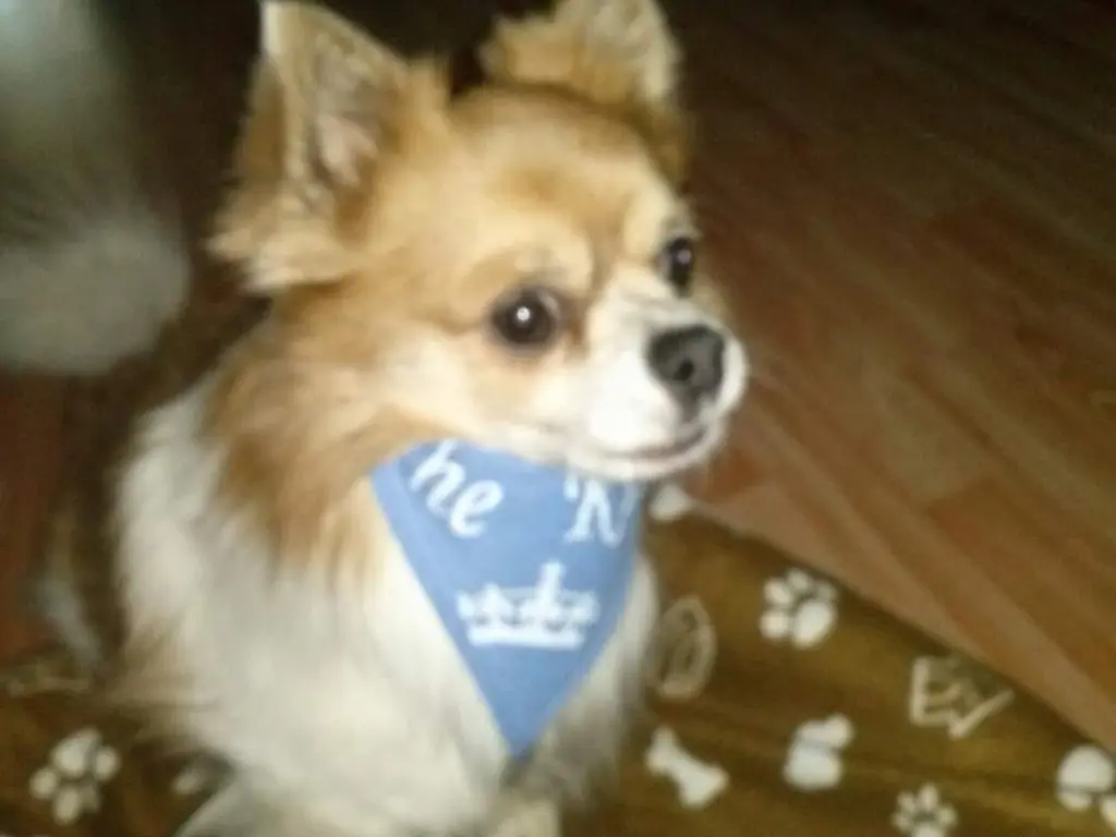 Image from Gismo