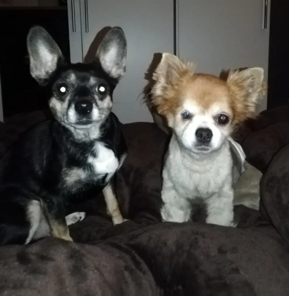 Image from Gismo