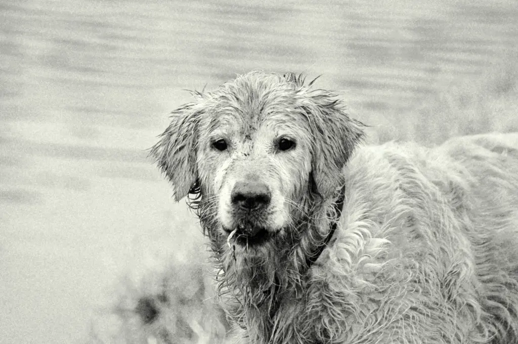 Image from Luke