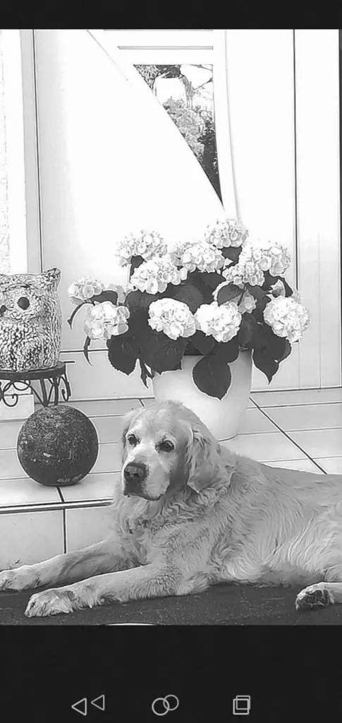 Condolence image of Heike