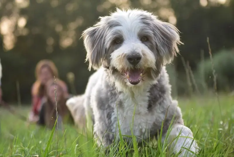 Andachtsbild von Fam. Stadler mit Barcly im Herzen 