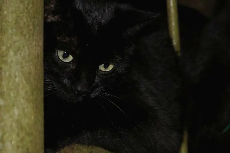 Condolence image of Nina-C.