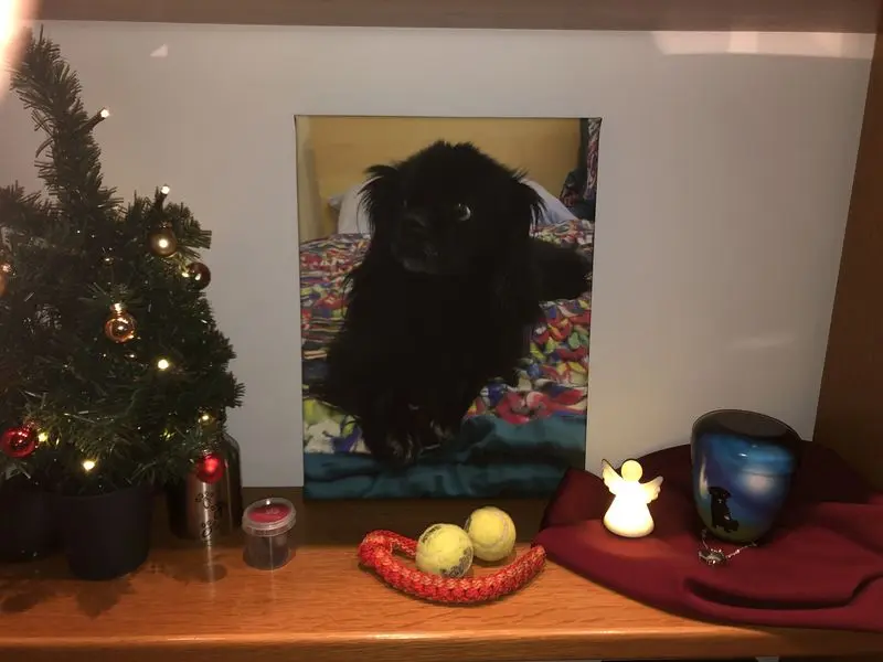 Condolence image of Ruth mit Atica im Herzen 